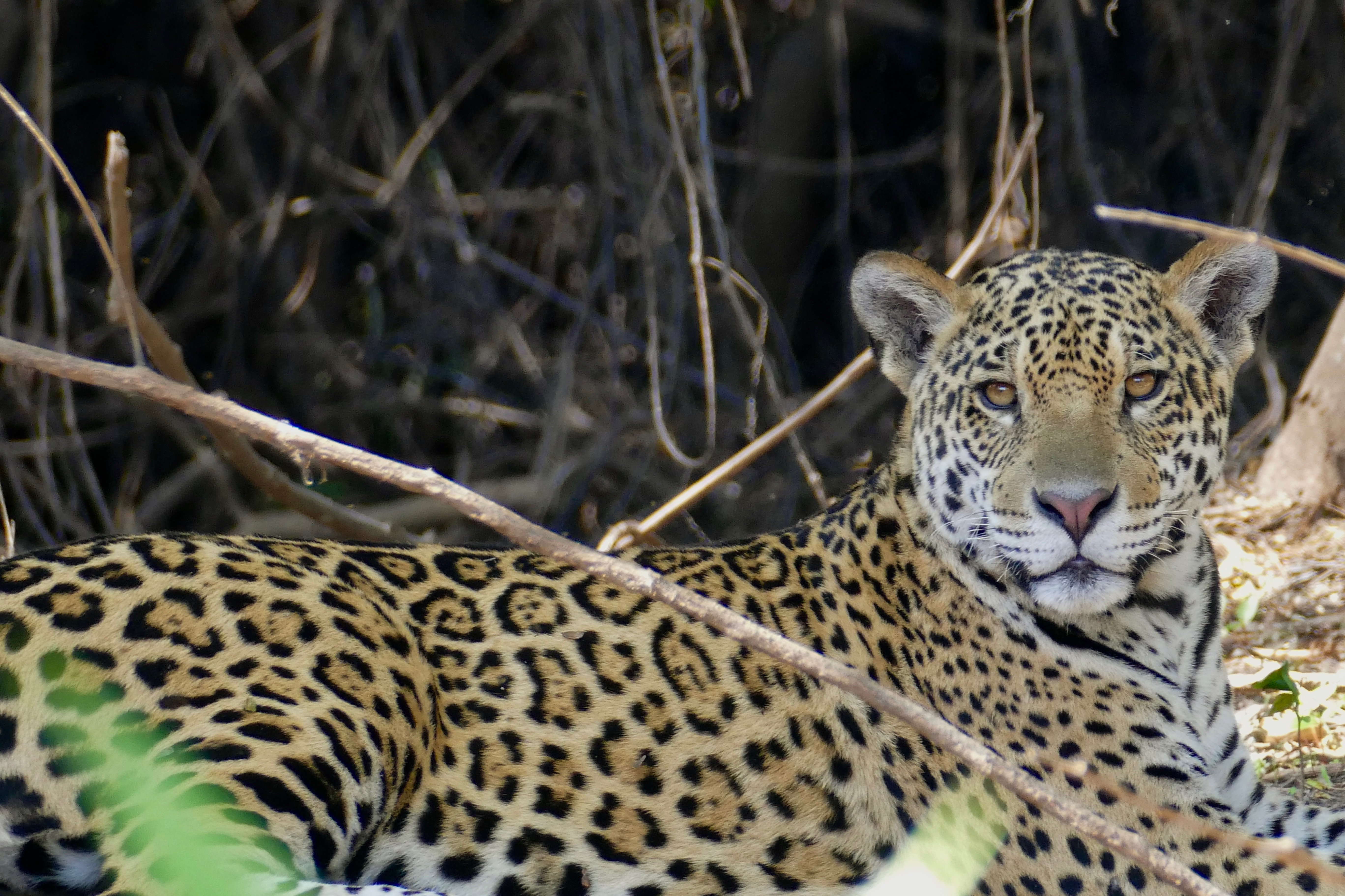 Photo of a jaguar (Panthera onca) female resting in the shade